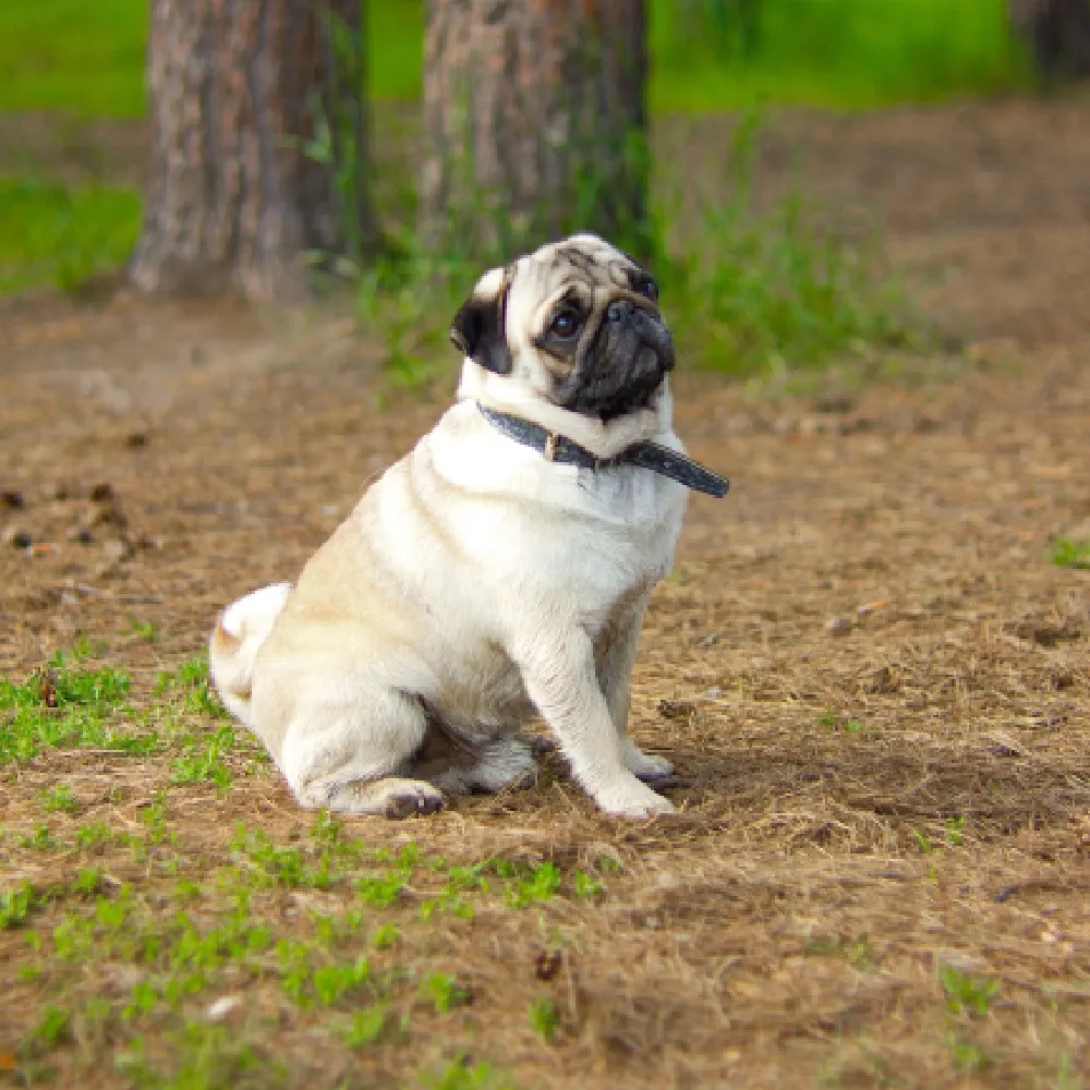 Pug 5.webp